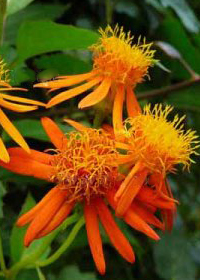 Senecio confusus 'Orange'